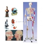 Skeleton &amp; Biology Models